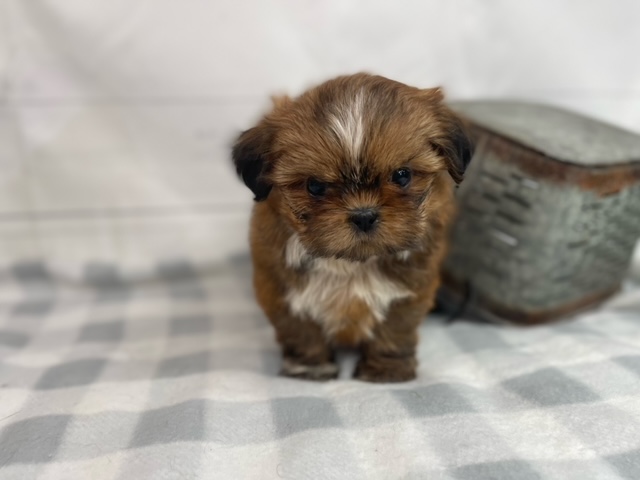 puppy, for, sale, Shih Tzu, Alisa  Breedlove, dog, breeder, Waynesville, MO, dog-breeder, puppy-for-sale, forsale, nearby, find, puppyfind, locator, puppylocator, aca